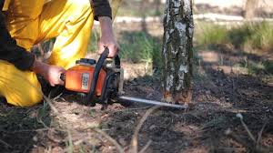 Best Tree Preservation Services  in Ebensburg, PA