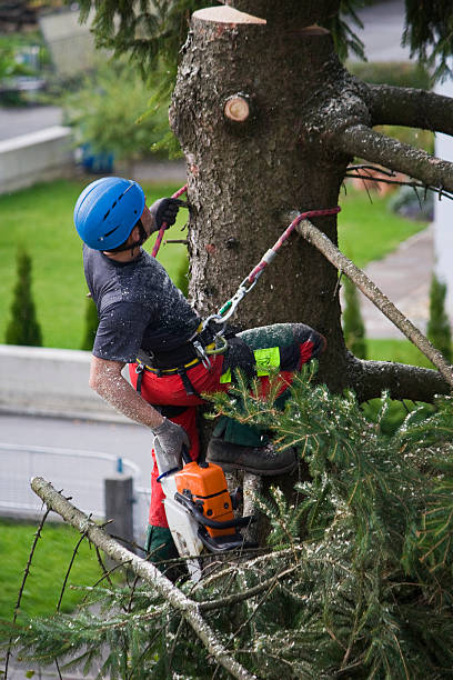 Best Emergency Tree Removal  in Ebensburg, PA